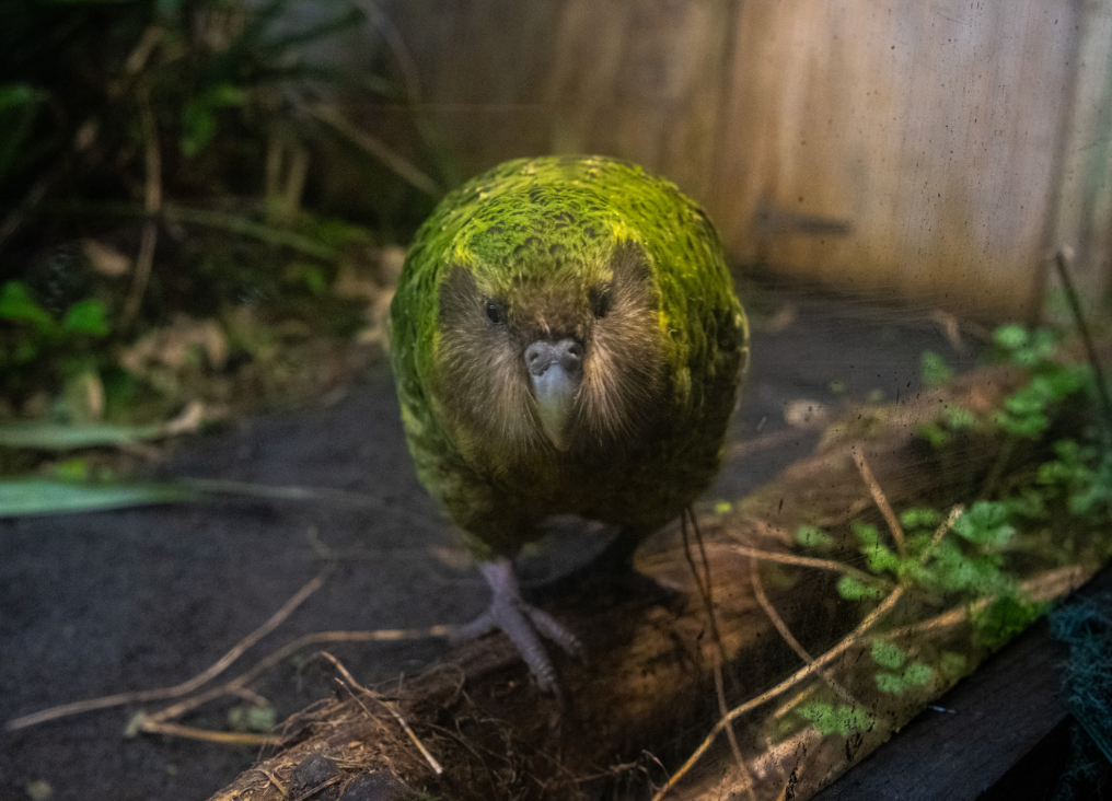 Kakapo